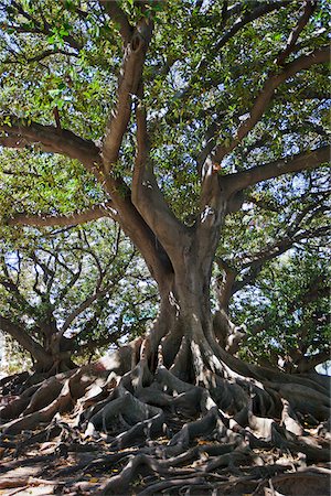 recoleta district - An old tree at Plaza San Martin de Tours near Recoleta. Foto de stock - Con derechos protegidos, Código: 862-05996680