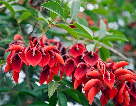 simsearch:862-05996697,k - The beautiful National flower of Argentina, Erythrina crista-galli. Stock Photo - Rights-Managed, Code: 862-05996694