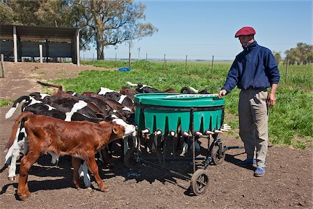 Calves being fed milk using a large plastic drum with numerous rubber teets, Estancia El Choique Viejo, Argentina Foto de stock - Con derechos protegidos, Código: 862-05996695