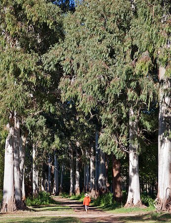 simsearch:862-05996697,k - An avenue of large eucalyptus trees on Estancia San Miguel. Stock Photo - Rights-Managed, Code: 862-05996697