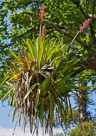 The beautiful flowers of the epiphyte Aechmea distichantha. Stock Photo - Rights-Managed, Code: 862-05996703