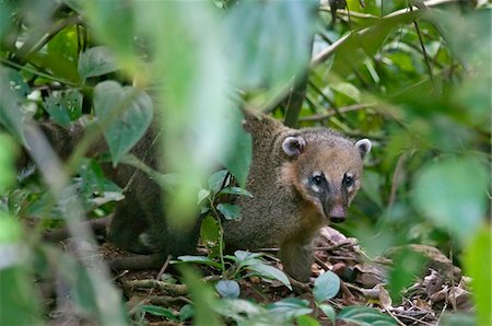 A young South American coati in the Iguazu National Park, a World Heritage Site. Foto de stock - Con derechos protegidos, Código: 862-05996714