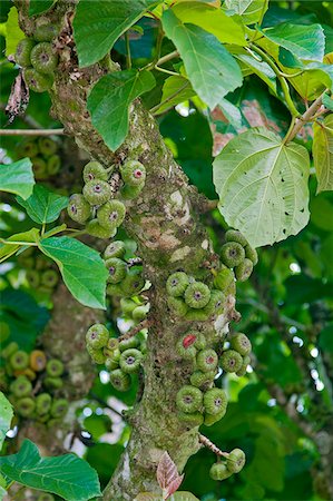 simsearch:862-05996697,k - Wild figs grow in profusion on a tree in the rainforest of Iguazu National Park, a World Heritage Site. Stock Photo - Rights-Managed, Code: 862-05996716