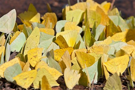 simsearch:862-05996697,k - Banded orange Heliconia butterflies (Dryadula phaetusa) on the banks of the Rio Uruguay. Stock Photo - Rights-Managed, Code: 862-05996718