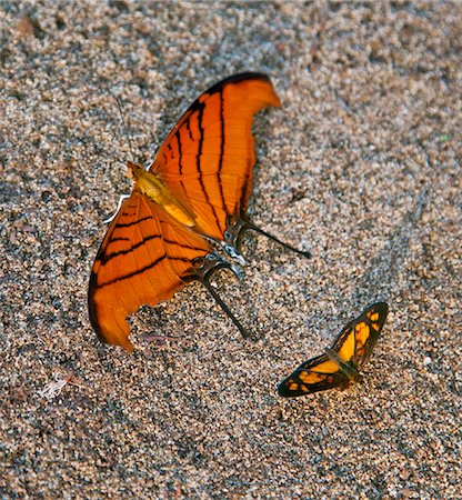 simsearch:862-05996697,k - Butterflies on the banks of the Rio Uruguay. Stock Photo - Rights-Managed, Code: 862-05996719