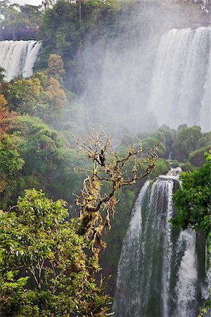 simsearch:862-05996697,k - The spectacular Iguazu Falls of the Iguazu National Park, a World Heritage Site, with a Black Vulture in a nearby tree. Argentina Stock Photo - Rights-Managed, Code: 862-05996712