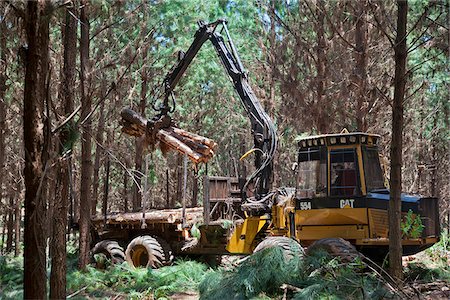 simsearch:862-05996697,k - Loading pine logs onto a trailer in a pine forest.  Agro-forestry is important in Misiones due to favourable climatic conditions. Stock Photo - Rights-Managed, Code: 862-05996720