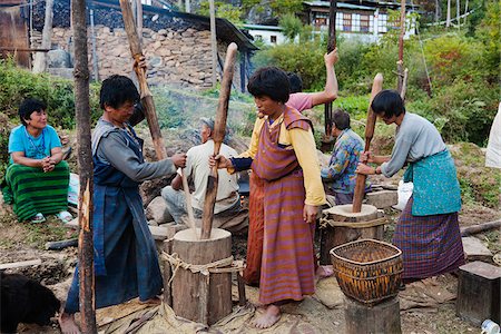 Village ladies pounding rice at Drukgyul village. Foto de stock - Con derechos protegidos, Código: 862-05996900