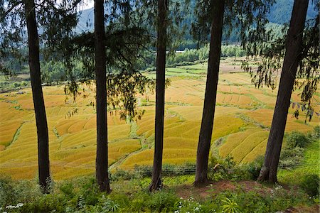 Terraced rice fields at Drukgyel in the Upper Paro Valley, just below the ruins of Drukgyel Dzong. Stock Photo - Rights-Managed, Code: 862-05996903