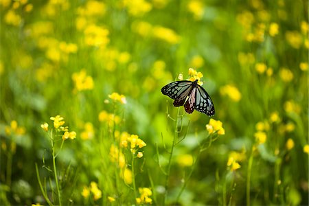 simsearch:862-05996958,k - Schmetterling in einem Feld von Raps im Phobjikha Tal. Stockbilder - Lizenzpflichtiges, Bildnummer: 862-05996956