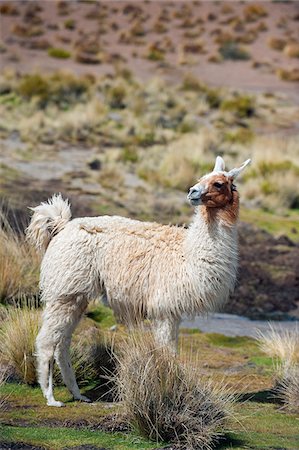 simsearch:862-05996701,k - South America, Bolivia, llama on the altiplano Stock Photo - Rights-Managed, Code: 862-05997080