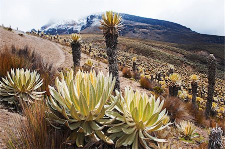 salento - South America, Colombia, Salento, Los Nevados National Park, Frailejone plants growing on the snow line Fotografie stock - Rights-Managed, Codice: 862-05997294