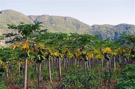 paw paw trees plantation - The Caribbean, West Indies, Cuba, Vinales Valley, Unesco World Heritage Site, Los Aquaticos, papaya tree plantation Foto de stock - Con derechos protegidos, Código: 862-05997415