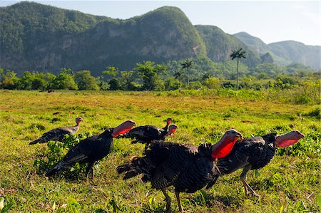 The Caribbean, West Indies, Cuba, Vinales Valley, Unesco World Heritage Site, Los Aquaticos, turkeys Foto de stock - Con derechos protegidos, Código: 862-05997416