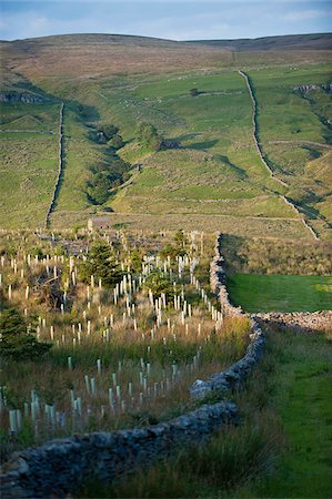 simsearch:693-03315202,k - Nouvelle plantation d'arbres à Wensleydale, Yorkshire Dales National Park, North Yorkshire Photographie de stock - Rights-Managed, Code: 862-05997544
