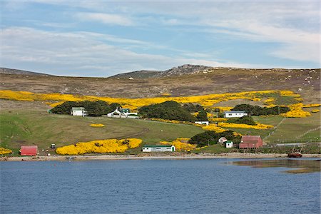 La ferme de Roddy et Lily Napier sur l'île de West Point à West Falkland. Les buissons d'ajoncs non-indigènes ajoute une touche de couleur en été. Photographie de stock - Rights-Managed, Code: 862-05997604