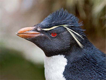 Une courte huppe Gorfou à Devil s nez sur l'île de West Point à West Falkland. Photographie de stock - Rights-Managed, Code: 862-05997607