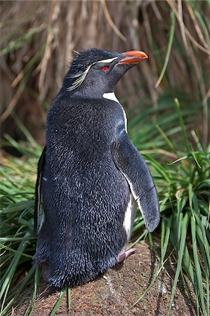 falkland island - A Short-crested Rockhopper Penguin amongst tussock grass at Devil s Nose on West Point Island in West Falkland. Stock Photo - Rights-Managed, Code: 862-05997608