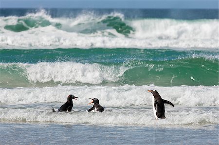 falkland island - Gentoo Penguins in the surf of a beach on Saunders Island. The first British garrison on the Falklands Islands was built on Saunders Island in 1765. Stock Photo - Rights-Managed, Code: 862-05997617