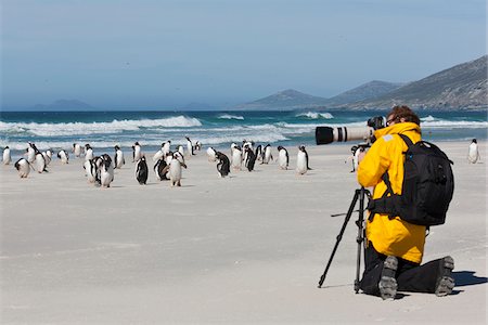 saunders island - A visitor to Saunders Island photographs Gentoo Penguins on the sandy beach.  The first British garrison on the Falklands Islands was built on Saunders Island in 1765. Foto de stock - Con derechos protegidos, Código: 862-05997619