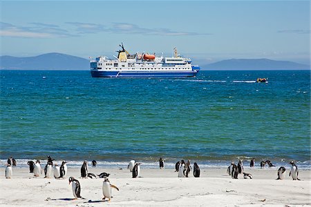 saunders island - Gentoo Penguins on the beach at Saunders Island with the expedition cruise ship Ocean Nova anchored in the sheltered bay. The first British garrison on the Falklands Islands was built on Saunders Island in 1765. Foto de stock - Con derechos protegidos, Código: 862-05997611