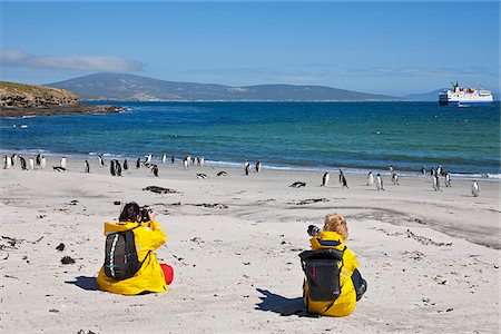 eselspinguin - Besucher zu Saunders Island fotografieren Eselspinguine mit der Expedition Kreuzfahrt Schiff Ocean Nova verankert in einer geschützten Bucht. 1765 Wurde die erste britische Garnison auf den Falkland-Inseln auf Saunders Island gebaut. Stockbilder - Lizenzpflichtiges, Bildnummer: 862-05997612