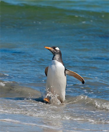 saunders island - A Gentoo Penguin coming ashore at Saunders Island. The first British garrison on the Falklands Islands was built on Saunders Island in 1765. Foto de stock - Con derechos protegidos, Código: 862-05997613