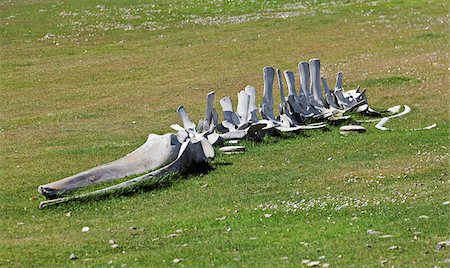 Un squelette de baleine se trouvant dans des pâturages sur l'île Saunders. La première garnison britannique sur les îles Malouines a été construite sur l'île Saunders en 1765. Photographie de stock - Rights-Managed, Code: 862-05997621