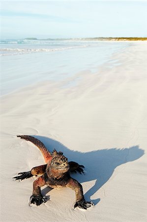 South America, Ecuador, Galapagos Islands, Isla Santa Cruz, Unesco site, Marine Iguana,  Amblyrhynchus cristatus, Turtle Bay Foto de stock - Con derechos protegidos, Código: 862-05997760