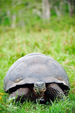 South America, Ecuador, Galapagos Islands, Isla Sant Cruz,  Unesco site, Giant tortoise, Geochelone elephantopus vandenburghi Stock Photo - Rights-Managed, Code: 862-05997761