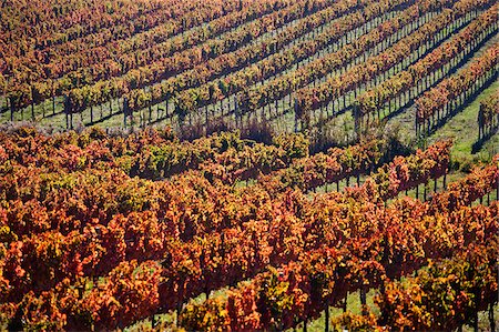 fall leaves rolling hills - Italy, Umbria, Perugia district. Autumnal Vineyards near Montefalco Stock Photo - Rights-Managed, Code: 862-05997900