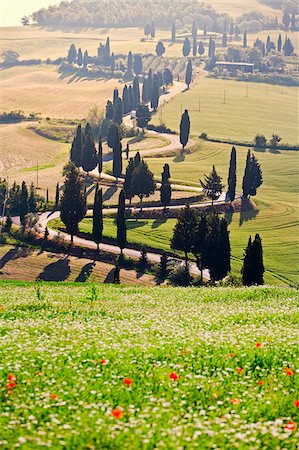 simsearch:862-05998057,k - Italy, Tuscany, Siena district, Orcia Valley, Rolling landscape near Montichiello Stock Photo - Rights-Managed, Code: 862-05998049