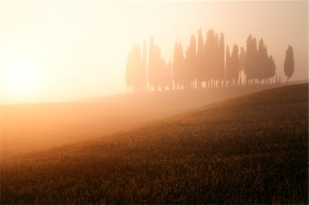 Italie, Toscane, Sienne district, vallée de l'Orcia, cyprès, sur la colline près de San Quirico d'Orcia Photographie de stock - Rights-Managed, Code: 862-05998057