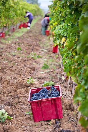 Italy, Umbria, Terni district, Giove, Grape harvest. Foto de stock - Con derechos protegidos, Código: 862-05998088