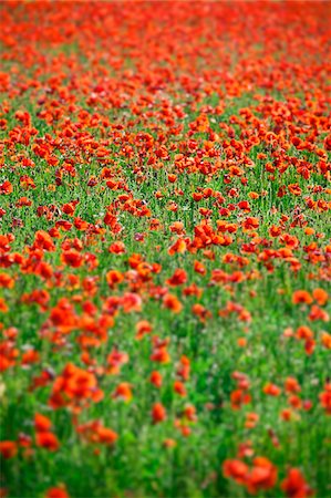 european poppy - Italy, Umbria, Perugia district, Poppy Field. Stock Photo - Rights-Managed, Code: 862-05998118