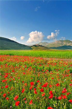 flowers and sunrise - Italy, Umbria, Perugia district, Monti Sibillini NP, Norcia, Castelluccio. Stock Photo - Rights-Managed, Code: 862-05998112