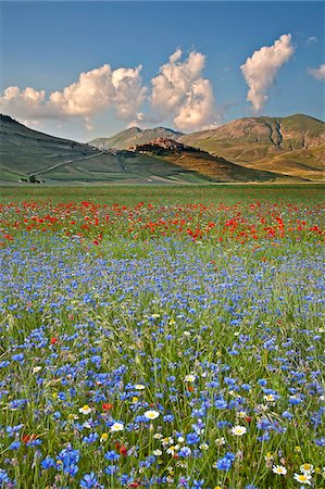 fields and village - Italy, Umbria, Perugia district, Monti Sibillini NP, Norcia, Castelluccio. Stock Photo - Rights-Managed, Code: 862-05998121