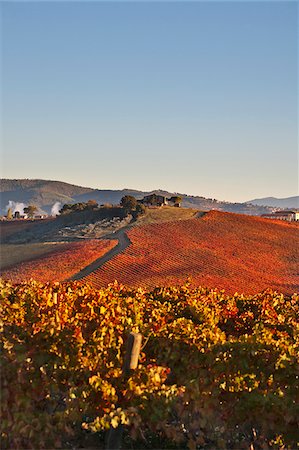 simsearch:862-08090466,k - Italy, Umbria, Perugia district, Dawn over the autumnal vineyards near Montefalco Fotografie stock - Rights-Managed, Codice: 862-05998146