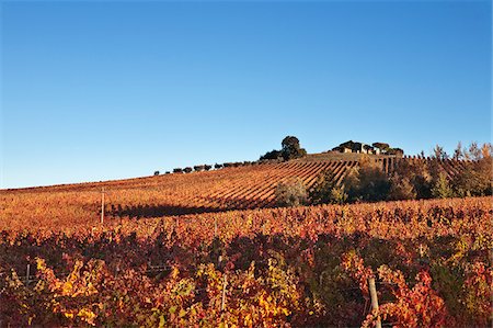 Italy, Umbria, Perugia district, Dawn over the autumnal vineyards near Montefalco Foto de stock - Con derechos protegidos, Código: 862-05998147