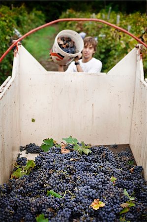 farm workers grapes - Italy, Umbria, Terni district, Castelviscardo. Grape harvest. Stock Photo - Rights-Managed, Code: 862-05998214