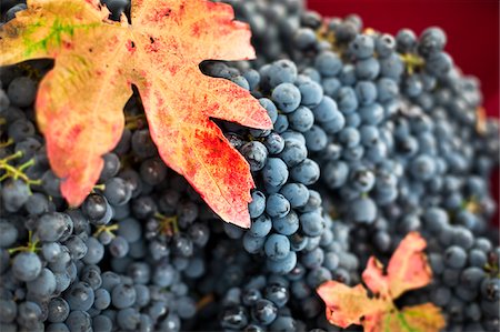 Italy, Umbria, Terni district, Giove, Grape harvest in Sandonna winery Stock Photo - Rights-Managed, Code: 862-05998217