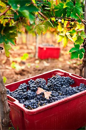 Italy, Umbria, Terni district, Giove, Grape harvest in Sandonna winery Stock Photo - Rights-Managed, Code: 862-05998219