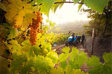 red grape - Italy, Umbria, Terni district, Castelviscardo. Grape harvest. Stock Photo - Rights-Managed, Code: 862-05998213