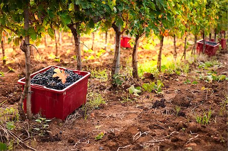 Récolte Italie, Ombrie, Terni district, Giove, propriété viticole Sandonna Photographie de stock - Rights-Managed, Code: 862-05998220