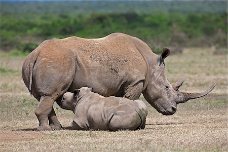 simsearch:862-03807822,k - Un veau grand rhinocéros blanc tète sa mère en Ranch jeu Solio. Photographie de stock - Rights-Managed, Code: 862-05998336