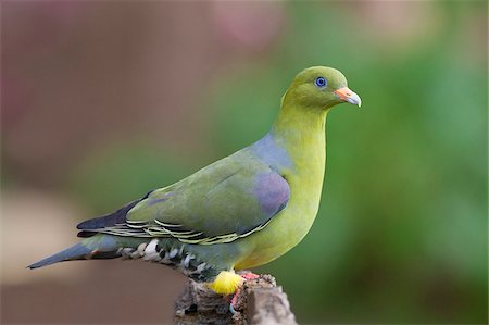 Un Pigeon vert africain. Photographie de stock - Rights-Managed, Code: 862-05998339