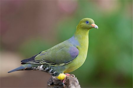 An African Green-Pigeon. Stock Photo - Rights-Managed, Code: 862-05998339