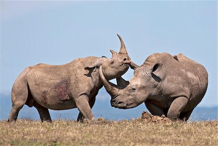 A juveline black rhino spars with a bull white rhino. Stock Photo - Rights-Managed, Code: 862-05998340