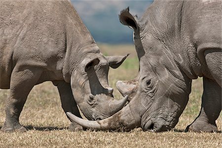 rinoceronte negro - A juveline black rhino spars with a bull white rhino. Foto de stock - Con derechos protegidos, Código: 862-05998342