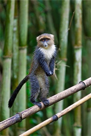 Un jeune singe Sykes en équilibre sur le bambou dans les montagnes Aberdare du centre du Kenya. Photographie de stock - Rights-Managed, Code: 862-05998354